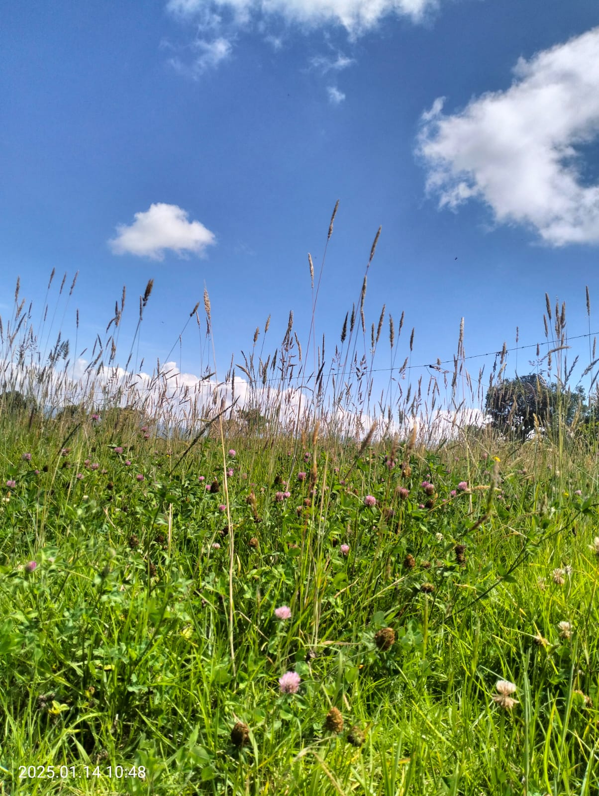 Cultivos Inteligentes